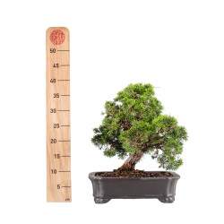 Juniperus itoigawa - B5101