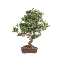 Pinus parviflora - B5105