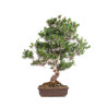 Pinus parviflora - B5105