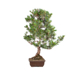 Pinus parviflora - B5105