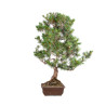 Pinus parviflora - B5105