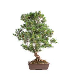 Pinus parviflora - B5105