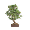 Pinus parviflora - B5105