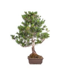 Pinus parviflora - B5105