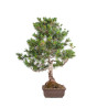Pinus parviflora - B5105