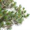 Pinus parviflora - B5105