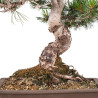 Pinus parviflora - B5105