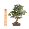 Pinus parviflora - B5105