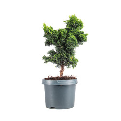 Chamaecyparis hinoki - B5106