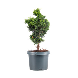 Chamaecyparis hinoki - B5106
