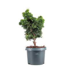 Chamaecyparis hinoki - B5106