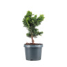 Chamaecyparis hinoki - B5106