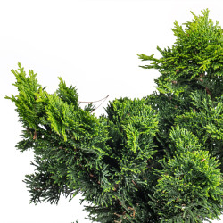 Chamaecyparis hinoki - B5106