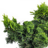 Chamaecyparis hinoki - B5106