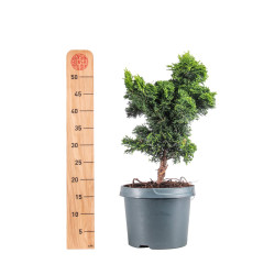 Chamaecyparis hinoki - B5106