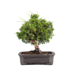 Juniperus Itoigawa - B5107
