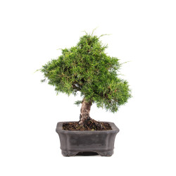 Juniperus Itoigawa - B5107