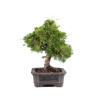 Juniperus Itoigawa - B5107
