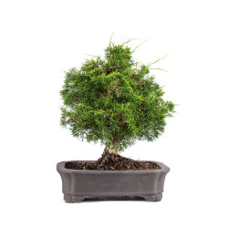Juniperus Itoigawa - B5107