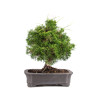 Juniperus Itoigawa - B5107