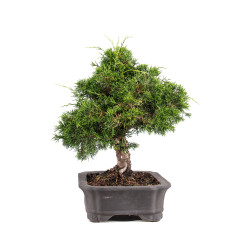 Juniperus Itoigawa - B5107