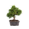 Juniperus Itoigawa - B5107