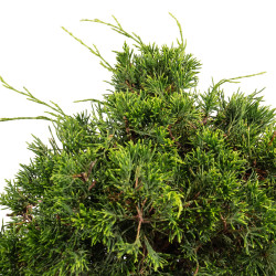 Juniperus Itoigawa - B5107