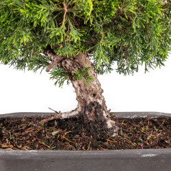 Juniperus Itoigawa - B5107