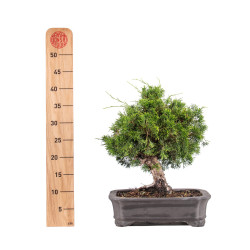 Juniperus Itoigawa - B5107