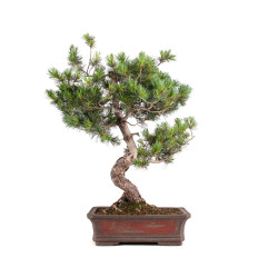 Pinus parviflora - B5109