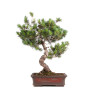 Pinus parviflora - B5109