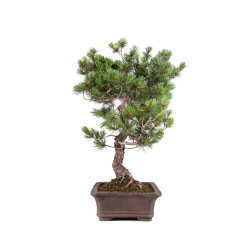 Pinus parviflora - B5109