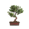 Pinus parviflora - B5109