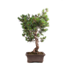 Pinus parviflora - B5109