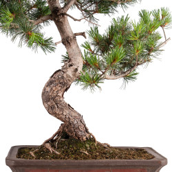 Pinus parviflora - B5109