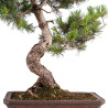 Pinus parviflora - B5109