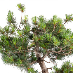 Pinus parviflora - B5109