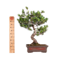 Pinus parviflora - B5109