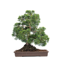 Juniperus Itoigawa - B5116
