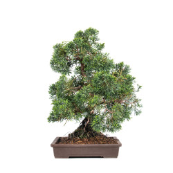 Juniperus Itoigawa - B5116