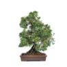Juniperus Itoigawa - B5116