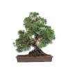 Juniperus Itoigawa - B5116