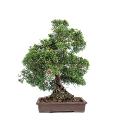 Juniperus Itoigawa - B5116