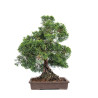 Juniperus Itoigawa - B5116