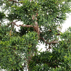 Juniperus Itoigawa - B5116