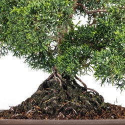 Juniperus Itoigawa - B5116