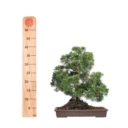 Juniperus Itoigawa - B5116