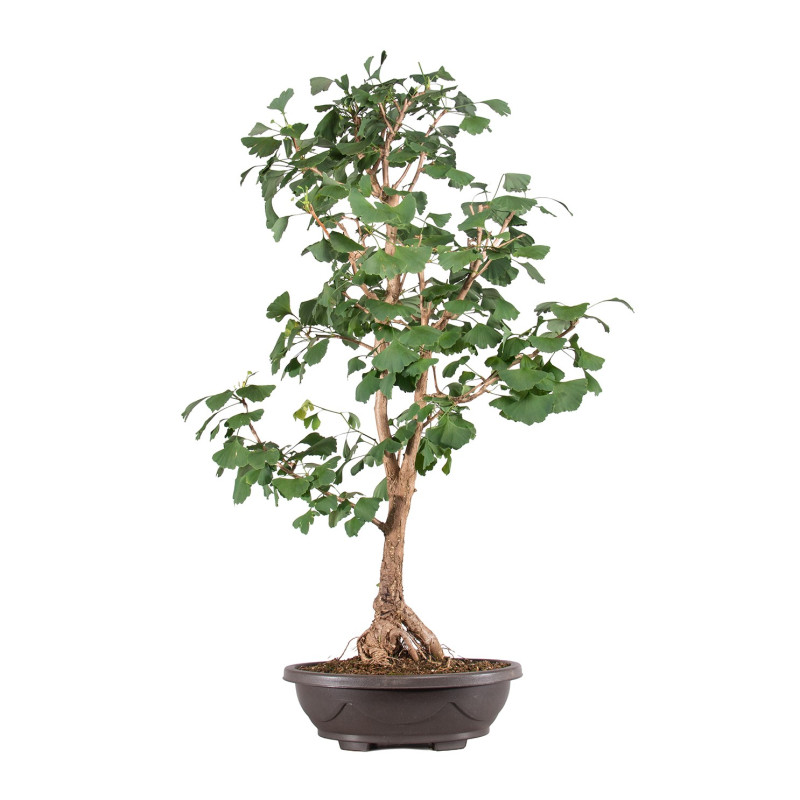 Ginkgo biloba - B5119