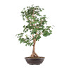 Ginkgo biloba - B5119