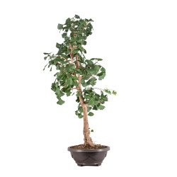 Ginkgo biloba - B5119